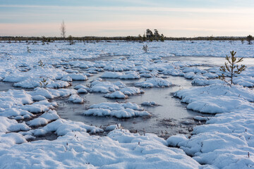 swamp on a sunny winter day with snow