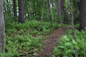 Belle vue d'une zone boisée