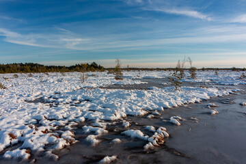 swamp on a sunny winter day with snow