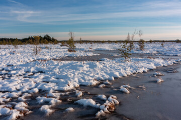 swamp on a sunny winter day with snow