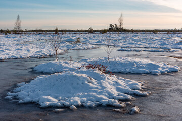 swamp on a sunny winter day with snow