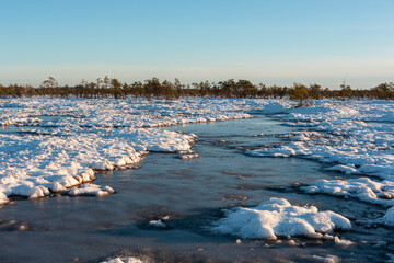 swamp on a sunny winter day with snow