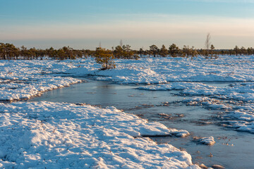 swamp on a sunny winter day with snow