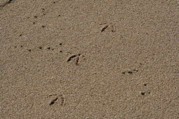 Brown sandy beach with footprints of a bird, background