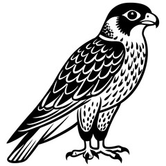 illustration of a falcon