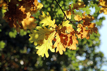 Backlit Oak leaves in Autumn sunlight, Derbyshire England
