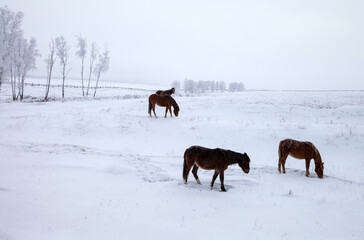 Winter landscape of a snow-covered valley with grazing horses at cold snowy morning. Natural seasonal background