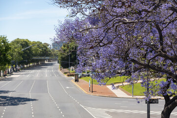 Jacaranda tree blooming along an empty avenue in spring, the best season to visit Buenos Aires,...