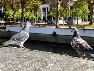 pigeons in the park