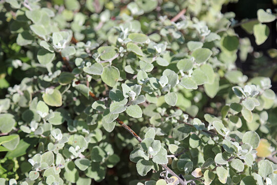 Macro image of sunlit Liquorice Plant leaves, Derbyshire England
