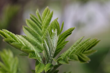 Magnifiques feuilles de sorbier qui viennent de se déployer