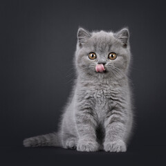 Adorable blue British Shorthair cat kitten, sitting up facing front. Looking straight to camera with beautiful round eyes. Tongue out licking mouth. Isolated on a black background.