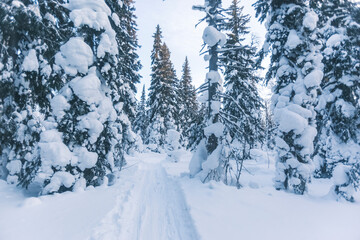 Snow covered fir trees. Winter landscape. Komi republic. Russia