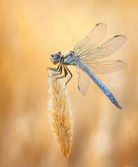 Captivating Close-up of a Dragonfly on Golden Grasses: A Glimpse into the Delicate Beauty of Nature's Insects