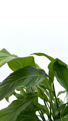 Obraz premium Close-Up of Fresh Green Leaves of Spathiphyllum (is commonly called Peace Lily) Against a Soft Background. Vibrant green leaves appear lush and healthy against a soft, blurred background