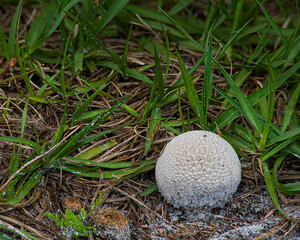 Lycoperdon spp, Puffball fungus, growing in the grass in Florida. The round nearly white fungus...
