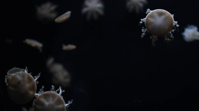 Upside-down jellyfish float peacefully in a dark underwater scene, their intricate structures and unique forms creating a mesmerizing display. Perfect for showcasing the beauty of marine ecosystems.
