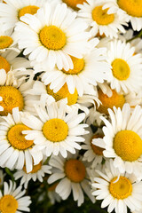 Chamomile or daisies isolated on black background.