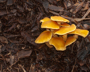 A large cluster of fresh yellow-orange mushrooms growing in woodchips. Simple composition with color contrast, and texture. Horizontal