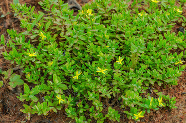 Saint Andrew's Cross, Hypericum hypericoides. A semi-evergreen shrub with x or cross shaped yellow flowers and linear leaves that is native to the Eastern United States. Horizontal