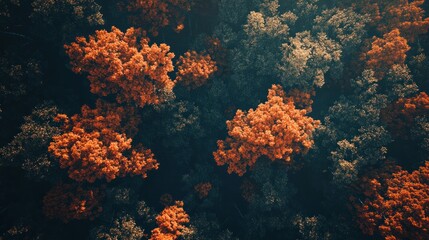Aerial View of Autumn Forest
