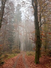 Fototapeta premium foggy morning in the forest