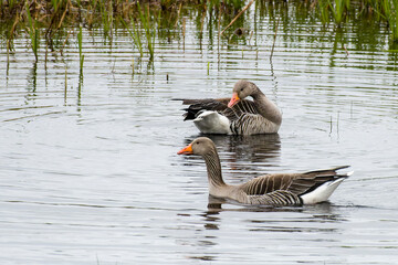 Graugans bei der Gefiederpflege  © Karin Jähne