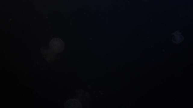 In the darkness of deep water, faint outlines of jellyfish are visible, barely illuminated against the deep blue-black background. The scene is mysterious and almost ghostly, as the jellyfish float si