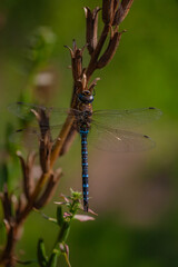 Blaugrüne Mosaikjungfer (Aeshna cyanea)