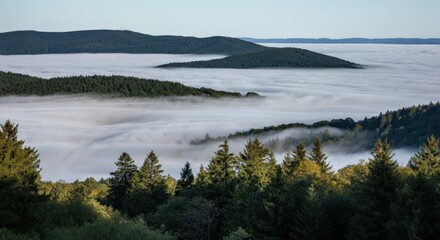 A Sea of Clouds Over a Forest