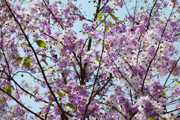 Obraz premium Beautiful flowering tree with clusters of purple and white blossoms against a serene blue sky, showcasing the beauty of nature in full bloom during spring or summer season