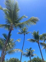Fototapeta premium Majestic Palm Trees Reaching Towards a Brilliant Blue Sky on a Sunny Day