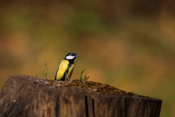 Kohlmeise,  Parus major, Great tit