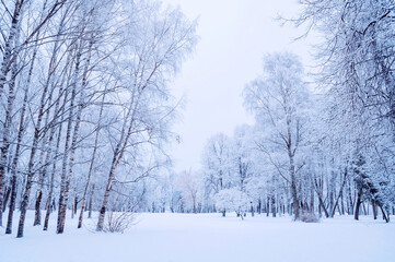 Fototapeta premium Winter trees in the park, serene winter landscape with trees covered with fresh snow, winter December landscape scene