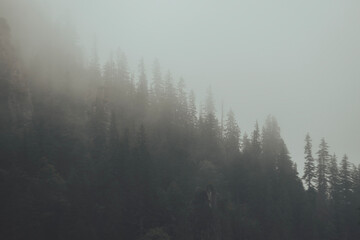 fog in the forest