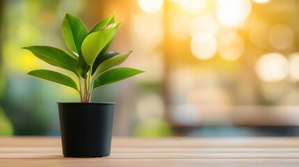 A short yet vibrant plant stands in a black pot on a wooden surface, illuminated by warm lighting that highlights the natural tones of the lifecycle theme.