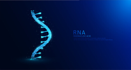 Obraz premium Chromosome RNA or ribonucleic acid gene double helix blue glowing polygonal. Nucleus cell genetic synthetic biology combined. Medical science background vector.