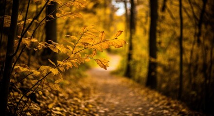 Obraz premium Fall Path Through the Woods