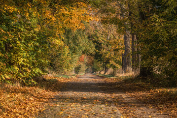 GOLDEN AUTUMN LANDSCAPE  - Colorful maple leaves along a country road