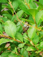 Lush green foliage on a shrub with vibrant leaves captured during a sunny day in a garden