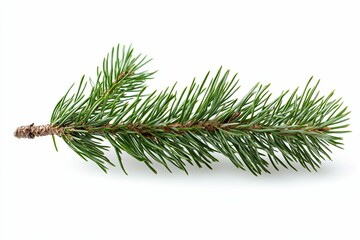 A Single Sprig of Evergreen Pine Branch Isolated on White