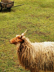 A shaggy sheep grazes peacefully on a lush green field near a rustic cart during a sunny afternoon...