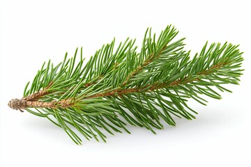 A Close-Up of a Pine Branch Isolated on a White Background