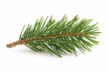 Single Green Pine Branch Isolated on White Background