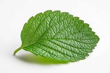 Obraz premium A Single Green Leaf with Prominent Veins Isolated on White Background