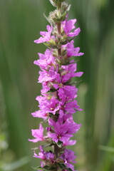 Jolies fleurs Lythrum salicaria, Salicaire pourpre détaillé