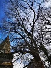 A towering tree with bare branches against a blue sky near an old building