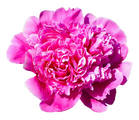 This stunning pink peony reveals a rich arrangement of layered petals, exhibiting soft and intricate textures that captivate the viewer's attention in a minimalist setting.