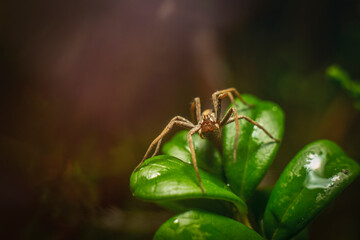 spider on a leaf