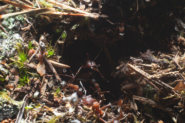 ants in the forest protecting anthill